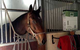 Automatic Horse Feeder Animal Feed Dispensers Simplefeeder