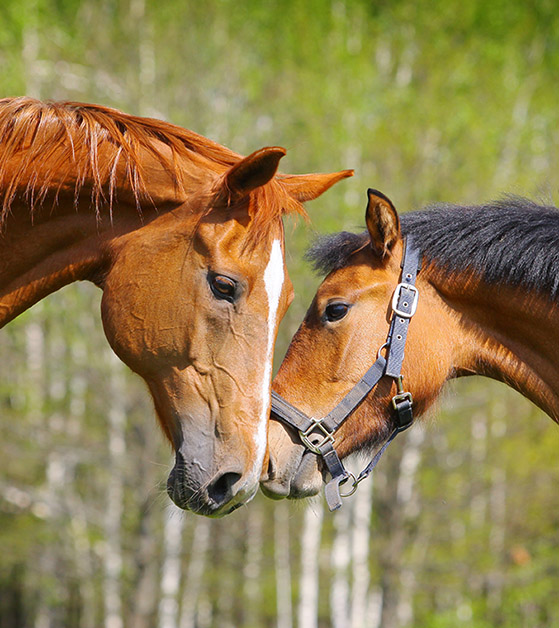 simplefeeder horse feeder