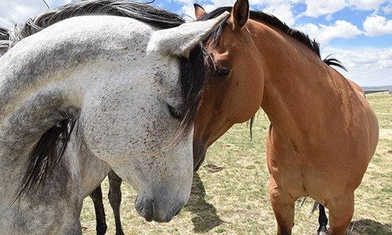 Simplefeeder horse feeder - automatic feeder