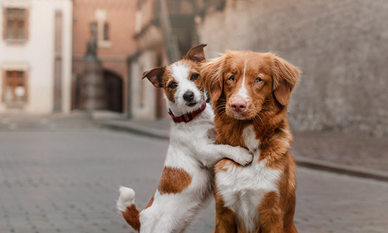 simplefeeder for dogs